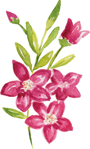 Watercolor Waxflower Crowea Exalata Australian Native Flower