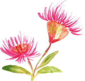 Watercolor Eucalyptus Flower Australian Native Flower